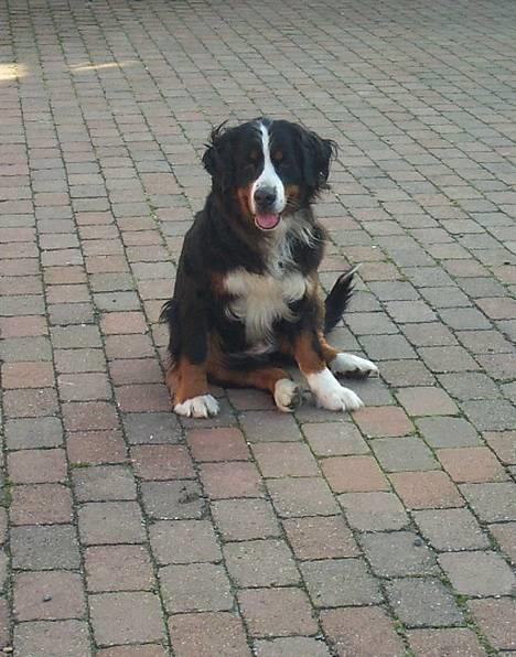 Berner sennenhund Did you call me sexy - NYT.. ser hun ike bare sød ud..? her sidder hun så i gården..  billede 4