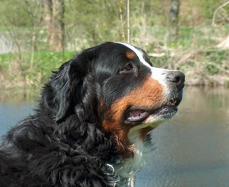 Berner sennenhund Did you call me sexy - Sille i sort hvid.. =) billede 6