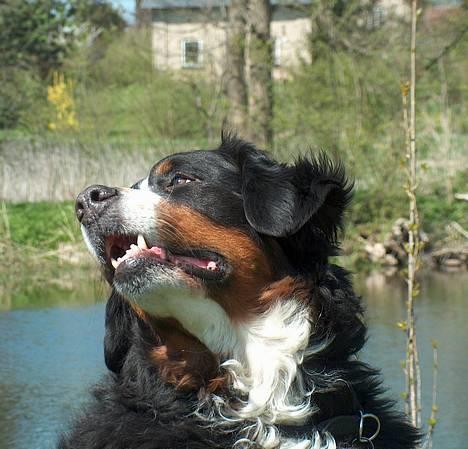 Berner sennenhund Did you call me sexy - Nyt.. sille i sneen.. =) billede 7