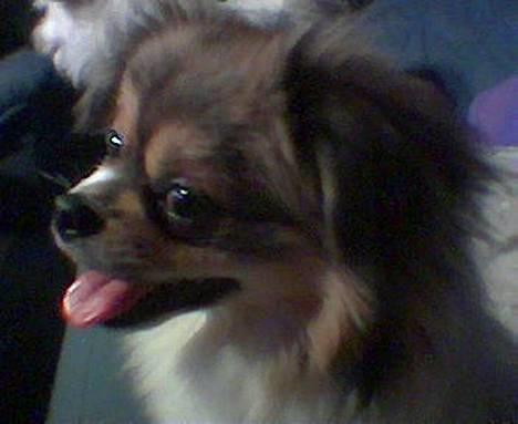 Blanding af racer Gizmo - Et rigtig godt profil billede af ham billede 1