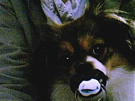 Blanding af racer Gizmo - og han bruger sut billede 2