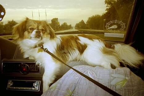 Blanding af racer Gizmo - sommer ferien 2004 da vi kom og hentede ham fra hans ferie billede 3