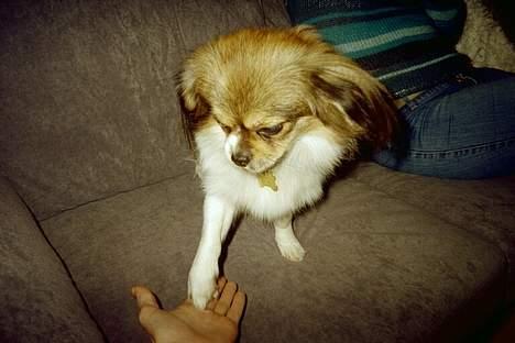 Blanding af racer Gizmo - Her laver vi den "give me five" sammen med ham billede 4