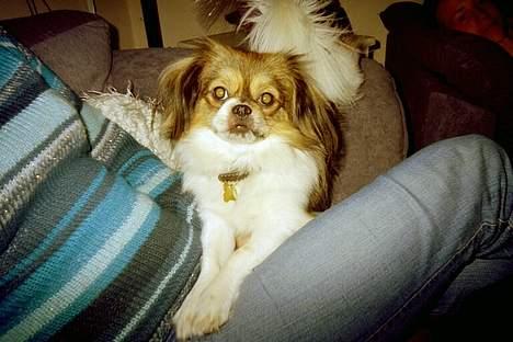 Blanding af racer Gizmo - Her charmer hans sig ind. Det er han god til billede 5