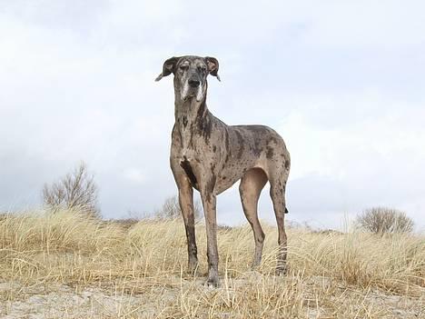 Grand danois Carla himmelhund - NYT billede, 6.feb. 2007 Brøndby Strand billede 1