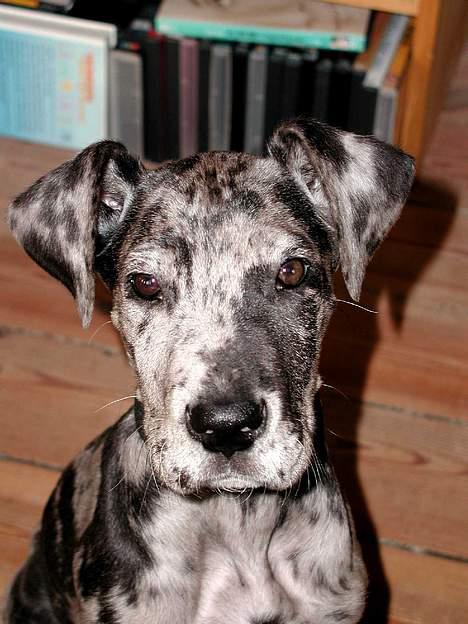 Grand danois Carla himmelhund - gu` ve` om dette fjæs ka` lokke en kiks ud af min mor billede 2