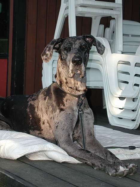 Grand danois Carla himmelhund - ligner jo absolut ikke en der nyder rampelyset... billede 3