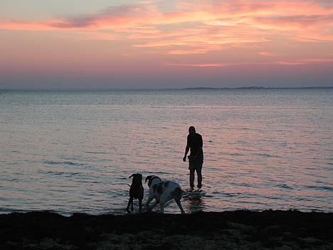 Grand danois Carla himmelhund - det er lige netop det her vi savner om vinteren..... billede 4