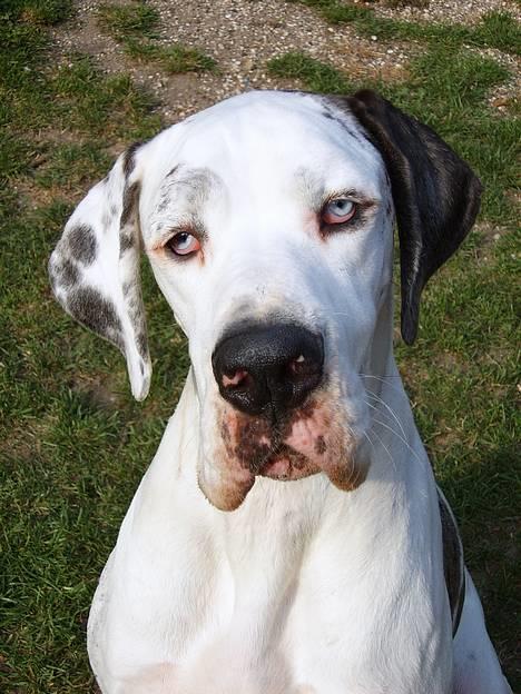 Grand danois Mona himmelhund - man er vel liiiddtt sommerlækker.. billede 1