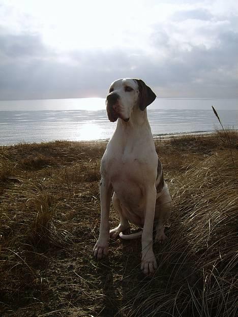 Grand danois Mona himmelhund - På brøndby strand 6. Feb. 2007 =NYT= billede 2