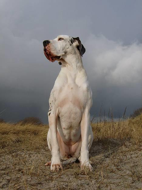 Grand danois Mona himmelhund - Brøndby strand 6 Feb. 2007 =NYT= billede 4