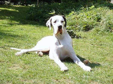Grand danois Mona himmelhund - skønt at nyde dagens sol billede 5
