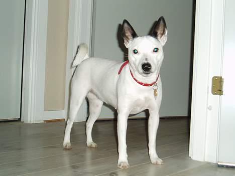 Dansk svensk gaardhund Minka - Se lige mig... billede 1