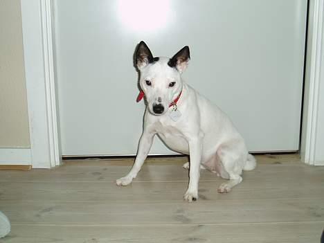 Dansk svensk gaardhund Minka - ike igen mor!! billede 2