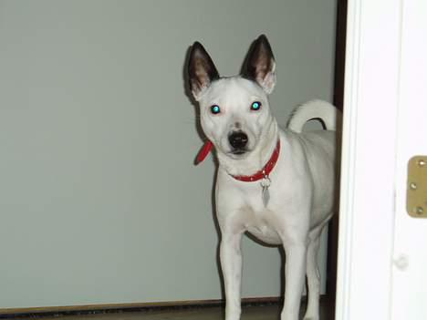 Dansk svensk gaardhund Minka - er jeg fundet nu?? billede 3