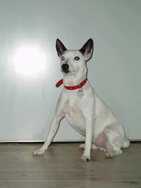 Dansk svensk gaardhund Minka - Hva er det der rasler?? billede 4