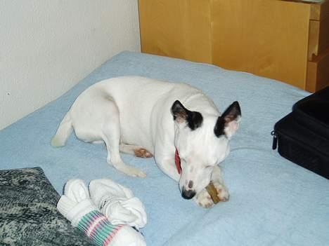 Dansk svensk gaardhund Minka - Mums der er bare ikke noget som et tyggeben.. billede 6