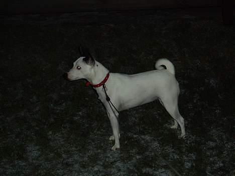 Dansk svensk gaardhund Minka - Er jeg ikke bare flot?? billede 7