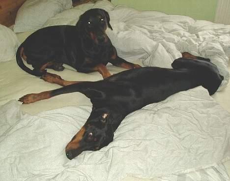 Dobermann Dina (22/02/98-24/09-07) - Ih, hvor vi hygger billede 9