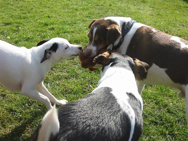 Dansk svensk gaardhund tjalfe - TJALFE,I LEG MED SIRONE OG BIMSE. billede 6