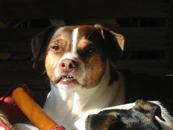 Dansk svensk gaardhund tjalfe - HØ-HØ-HØ.HVOR ER DET SJOVT,MOR. billede 7