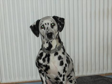 Dalmatiner Sussi billede 1