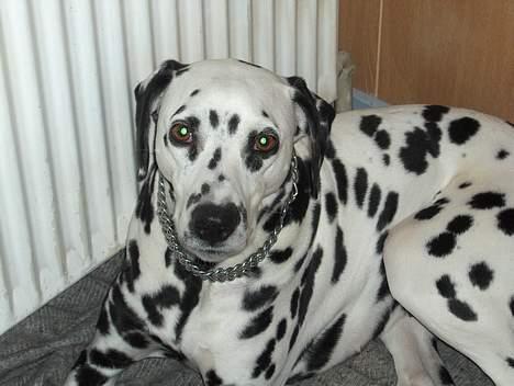 Dalmatiner Sussi billede 6
