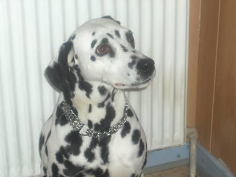 Dalmatiner Sussi billede 5