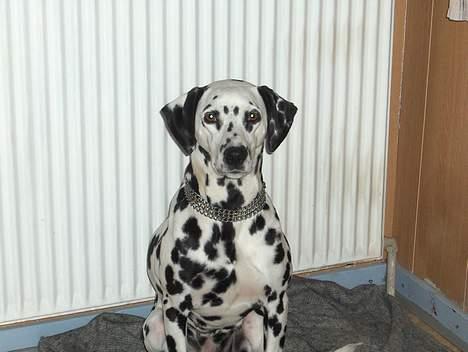 Dalmatiner Sussi billede 4