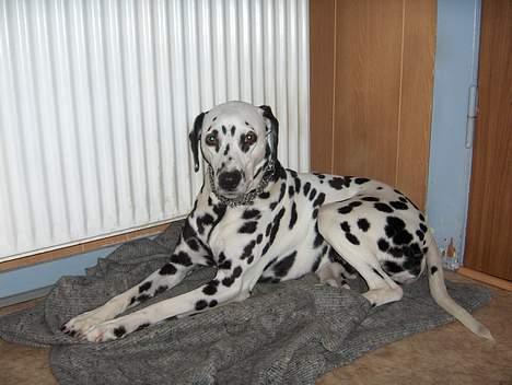Dalmatiner Sussi billede 3