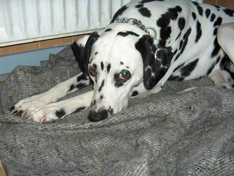 Dalmatiner Sussi billede 2