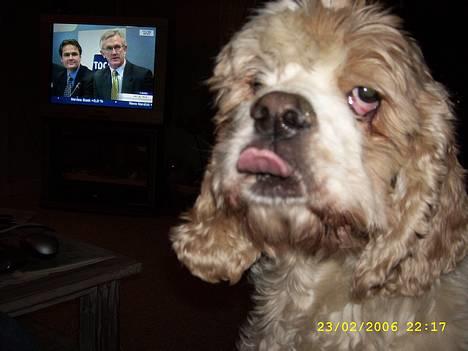 Amerikansk cocker spaniel Galaksi Rocket Man billede 9