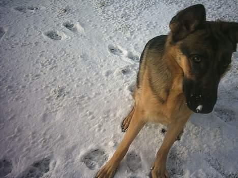 Schæferhund trille *aflivet* :-( - trille i sneen D 26-1-05 billede 10