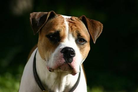 Amerikansk bulldog Kettners Kiara, "Shiva" - Shiva 3 år gamel. billede 3