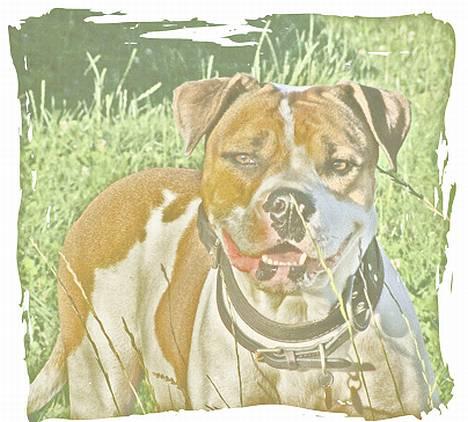 Amerikansk bulldog Kettners Kiara, "Shiva" billede 6