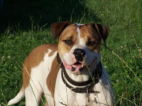 Amerikansk bulldog Kettners Kiara, "Shiva" - Shiva 3 år gammel billede 7