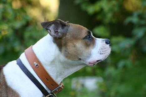 Amerikansk bulldog Kettners Kiara, "Shiva" - Shiva 3 år gammel. billede 4