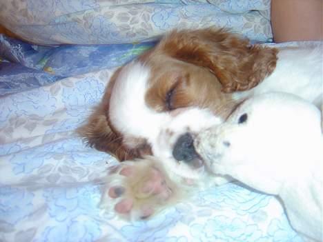 Cavalier king charles spaniel Pumba - sover sammen med luffe...hehe billede 1