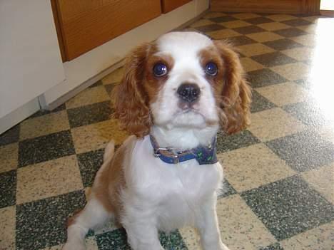 Cavalier king charles spaniel Pumba - lige da vi fik ham billede 2