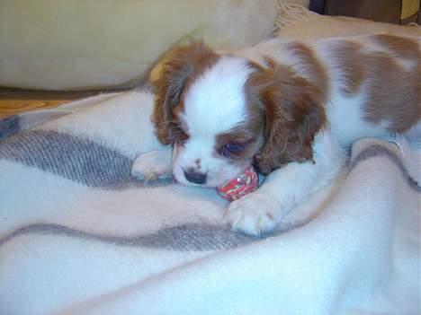 Cavalier king charles spaniel Pumba - leger med min lille røde bold billede 3