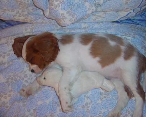 Cavalier king charles spaniel Pumba billede 4