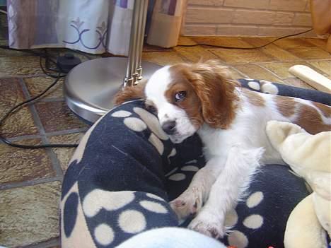 Cavalier king charles spaniel Pumba billede 5
