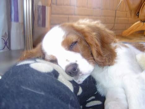 Cavalier king charles spaniel Pumba billede 6