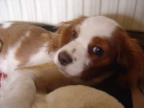Cavalier king charles spaniel Pumba billede 7