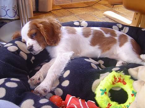 Cavalier king charles spaniel Pumba - tager lige en lur...hehe billede 8