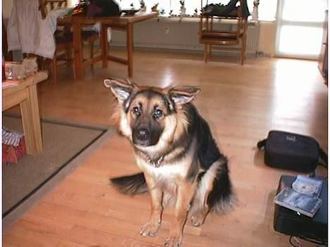 Blanding af racer Kasha billede 5