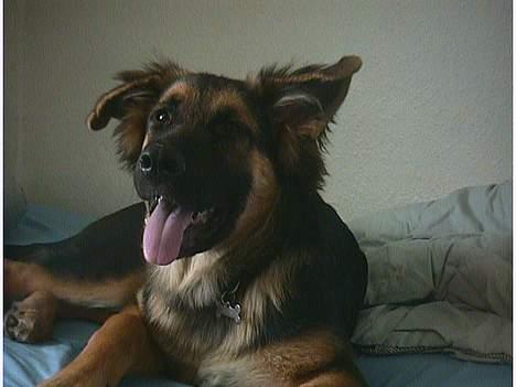 Blanding af racer Kasha billede 6