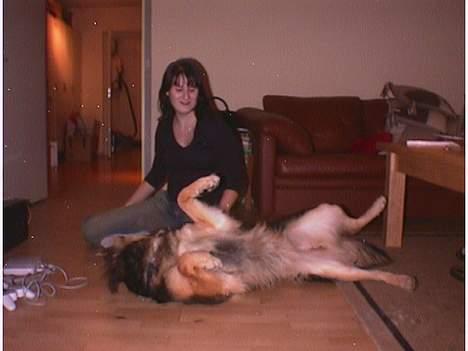 Blanding af racer Kasha billede 7