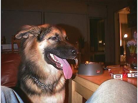 Blanding af racer Kasha billede 8