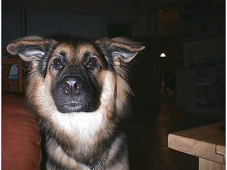 Blanding af racer Kasha billede 9